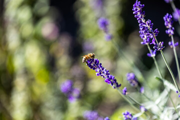 Honeybee Gathering Nectar on Lavender with Soft Bokeh