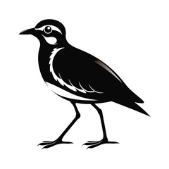 Medium sized flightless bird walking calmly illustration