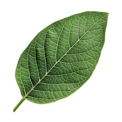Obraz premium Green leaf with intricate vein pattern on black background
