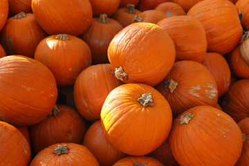 Orange autumn pumpkin, pumpkin on market display no label, display of a crop of large pumpkins on top market display ready for the fall season, halloween