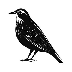Calm pipit bird silhouette standing on white background