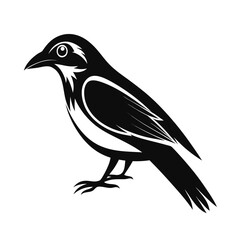 Fototapeta premium Graceful silhouette of a rail bird walking on a white background
