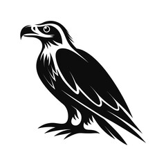 Obraz premium Alert raptor bird silhouette in striking pose