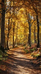Forest path ablaze in autumn, sunlight filtering through golden foliage