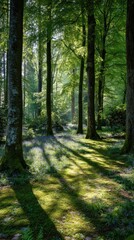 Fototapeta premium Sunlit forest with dappled light and tall trees