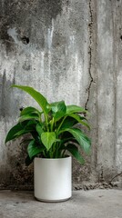Vibrant green houseplant in white pot against aged, textured concrete wall