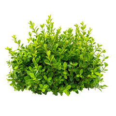 Lush Green Bush With Many Leaves plant foliage