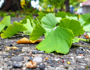 Vibrant green ginkgo leaves rest on a textured ground strewn with small stones and other debris.