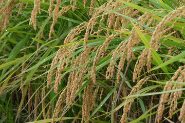 雨上がりの稲穂