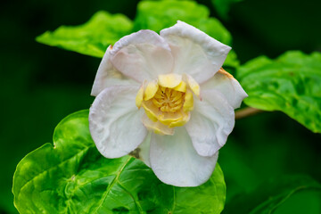 Blüte Chinesicher Gewürzstrauch (Calycanthus chinensis)