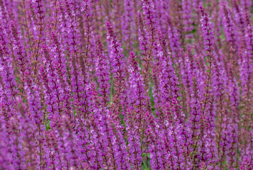 Steppen-Salbei (Salvia nemorosa)