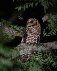 Carlos Maximiliano Cagel