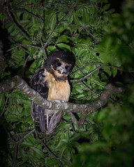 Carlos Maximiliano Cagel