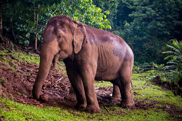 Obraz premium Asian Elephant 