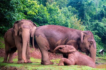 Asian Elephant Family © Hayden
