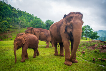 Elephant Family © Hayden