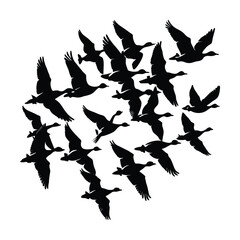 Dynamic v formation flock of geese flying