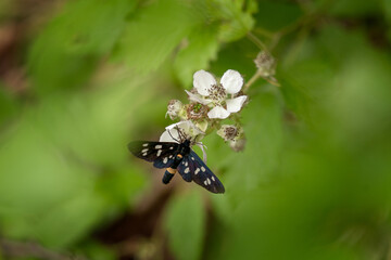 A black moth with yellow spots on the wings and yellow strip on the abdomen.  A moth zygaena ephialtes on the bloom. A five-spot Burnet in a spring garden. 