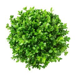 Overhead view of a lush green bush on a black background