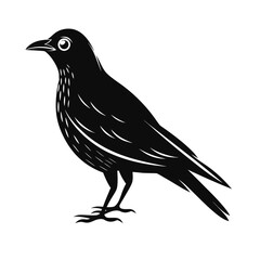 Elegant blackbird silhouette standing gracefully