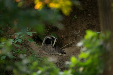 A european badger near its burrow. A family of badgers in a springtime forest. A badger is cleaning its fur near its burrow. 