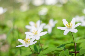 white flowers in forest. Nature composition.