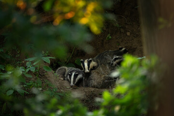 A european badger near its burrow. A family of badgers in a springtime forest. A badger is cleaning its fur near its burrow. 