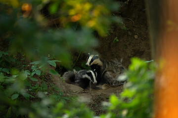 A european badger near its burrow. A family of badgers in a springtime forest. A badger is cleaning its fur near its burrow. 