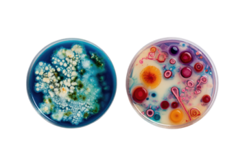 Two petri dishes, vibrant microbial cultures