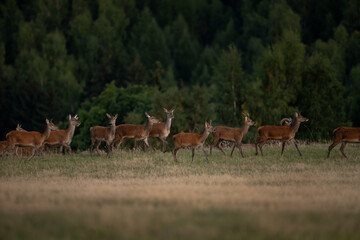 A red deer during the rutting season. Herd of the red deer in natural habitat in autumn. 