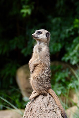 Meerkat standing upright on a rock, attentively scanning the surroundings. The sharp animal portrait contrasts with a blurred green natural background, symbolizing alertness and wildlife.