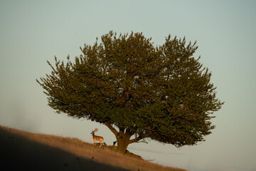 A fallow deer during the rutting season. Herd of the Dama dama in natural habitat during autumn season. 