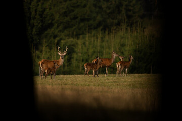 A red deer during the rutting season. Herd of the red deer in natural habitat in autumn. 