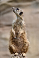 Meerkat standing upright on a rock, attentively scanning the surroundings. The sharp animal portrait contrasts with a blurred green natural background, symbolizing alertness and wildlife.