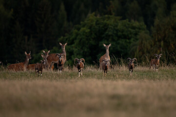A mouflon in autumn. A ovis aries musimon in its natural habitat. A mouflon on the meadow. 