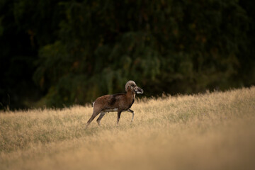 A mouflon in autumn. A ovis aries musimon in its natural habitat. A mouflon on the meadow. 