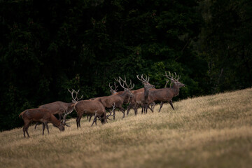 A red deer during the rutting season. Herd of the red deer in natural habitat in autumn. 