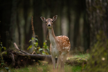 A fallow deer during the rutting season. Herd of the Dama dama in natural habitat during autumn season. 