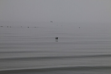 Misty seascape with birds floating on calm water and a distant ship barely visible through the fog, evoking tranquility, solitude, and natural beauty.