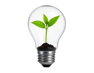 Green Plant Growing Inside Transparent Light Bulb Isolated on Transparent Background