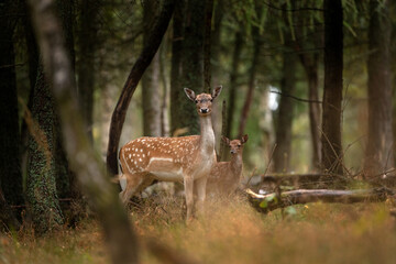 A fallow deer during the rutting season. Herd of the Dama dama in natural habitat during autumn season. 
