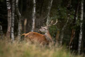 A red deer during the rutting season. Herd of the red deer in natural habitat in autumn. 
