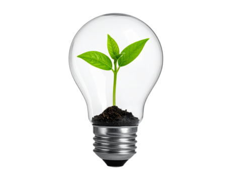 Green Plant Growing Inside Transparent Light Bulb Isolated on Transparent Background