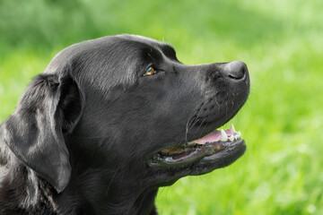 Black Labrador Retriever dog on a background of blurred green grass.