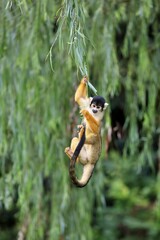 柳の葉にぶら下がり遊ぶリスザル
