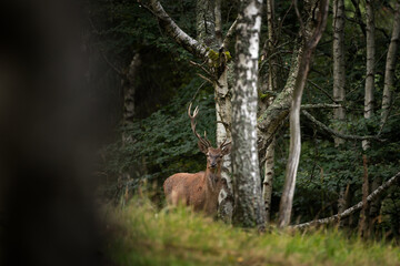 A red deer during the rutting season. Herd of the red deer in natural habitat in autumn. 