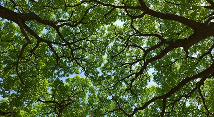 Looking up through green leafy tree branches against blue sky leaves