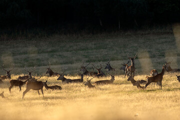 A red deer during the rutting season. Herd of the red deer in natural habitat in autumn. 