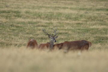 A red deer during the rutting season. Herd of the red deer in natural habitat in autumn. 