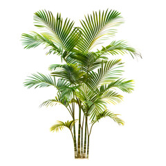 Fototapeta premium Tall Green Palm Tree with Multiple Fronds Keywords: palm tree, green, plant, tropical, nature